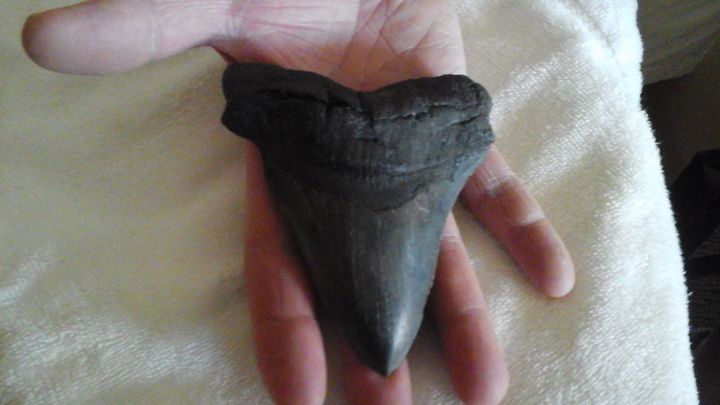 Nat Campbell of Amherst, Virginia found the tooth in Myrtle Beach, South Carolina.