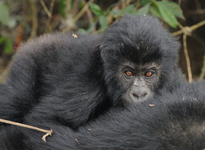 Close-up of an infant Grauer’s gorilla.