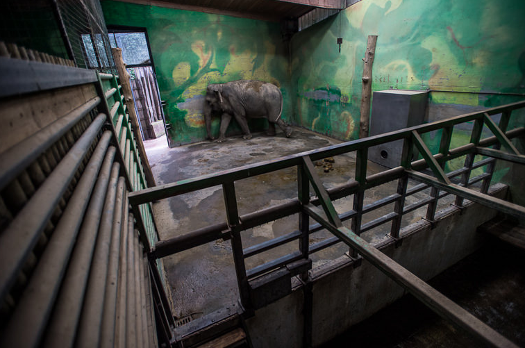 <strong>Elephant in a Slovenian zoo.</strong>
