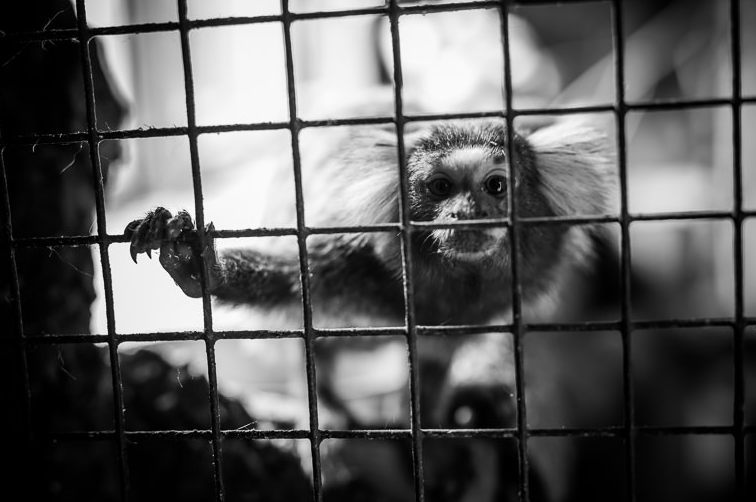 Marmoset in a Danish zoo