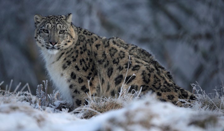 A snow leopard in an enclosure at RZSS Highland Wildlife Park in Scotland.