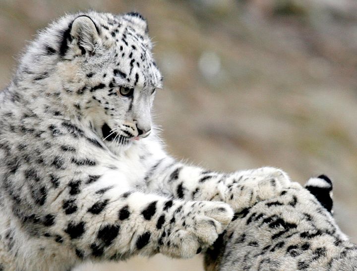 A snow leopard cub plays with his mother at a Zurich zoo.