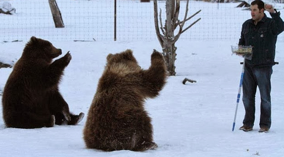 Dr. Jordan Schaul training orphaned brown bears Taquka and Shaguyik