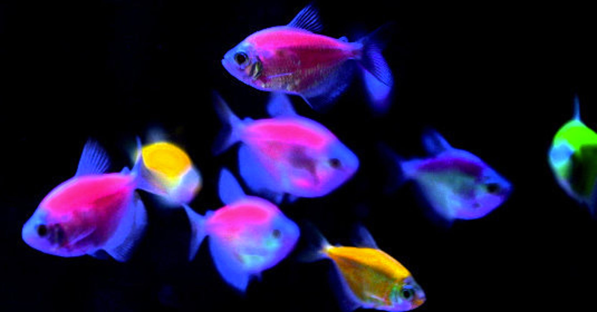 Weekend Roundup GeneAltered GloFish Light the Path to a Bright Human