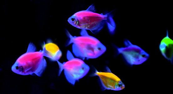 GloFish, the first commercially available genetically modified pet.