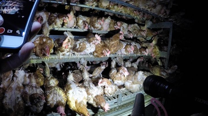 Hens are crammed shoulder to shoulder in a cage-free farm.