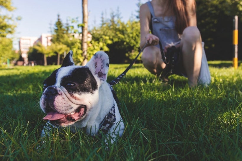 Dog walking is just one of many gigs offered by the sharing economy
