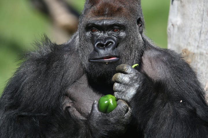 "This pepper sucks compared to pure, undiluted sugar."