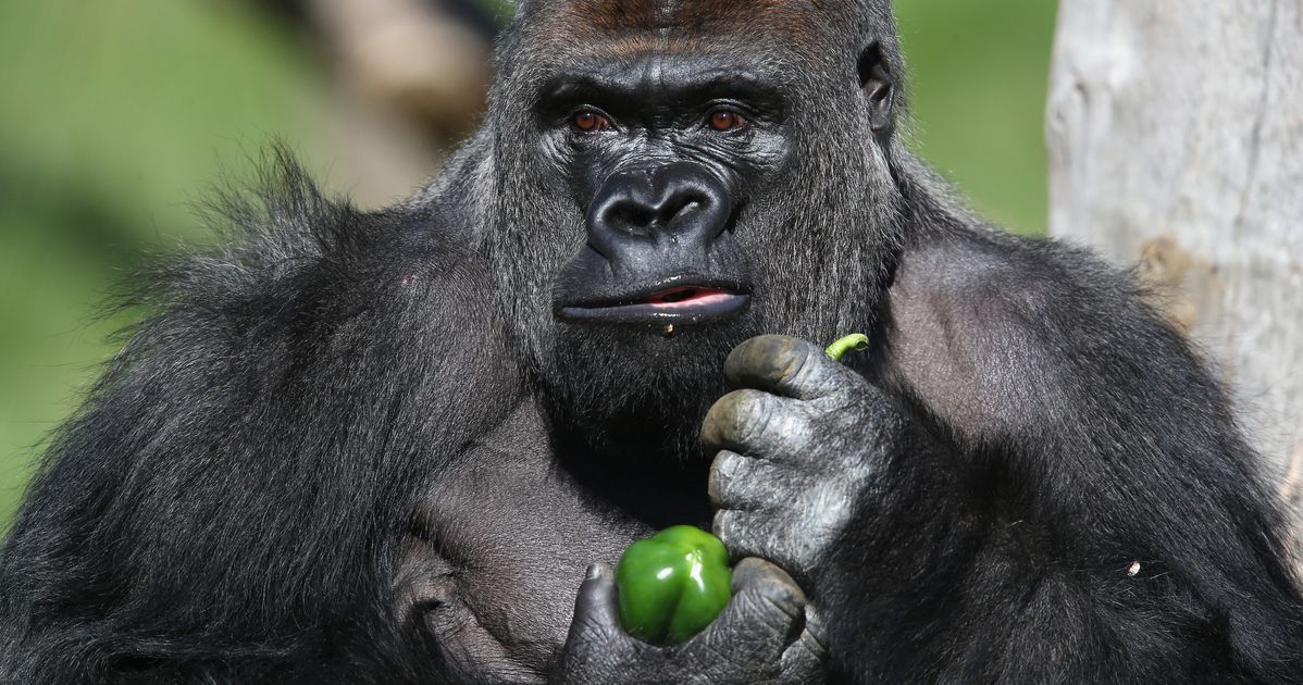 Indianapolis police capture a cheeky monkey that escaped and went on the  lam