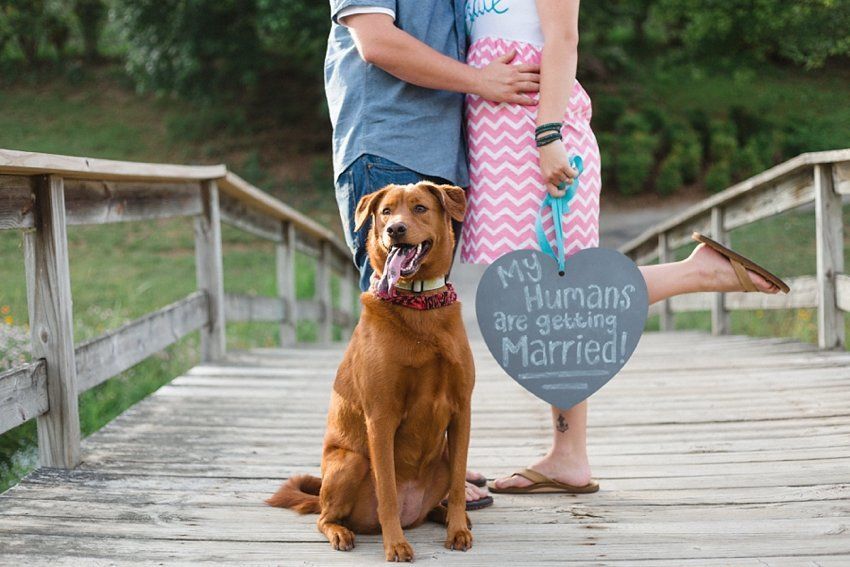 19 Adorable Doggie Save-The-Dates For When You're Having A Ruff Day ...