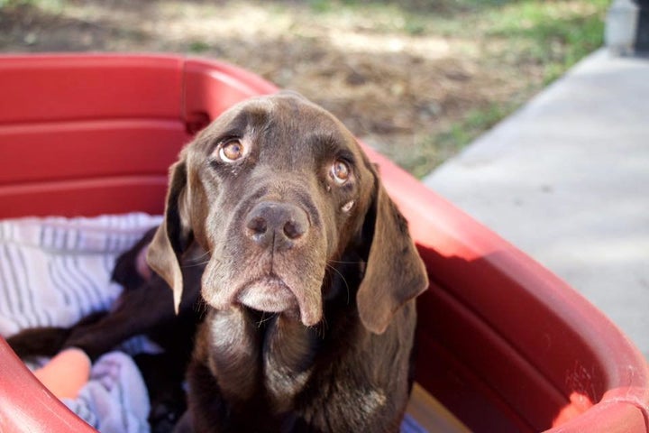 Bruno, recovering at the Western College of Veterinary Medicine in Saskatoon.