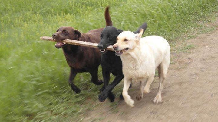 Esme, the yellow Lab, plays with Bruno and Jasper, a black Lab who died since this photo was taken.