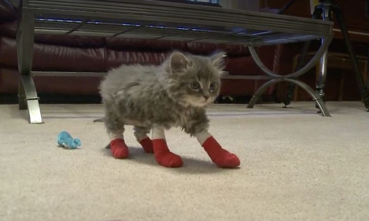 Pyro, one of two kittens that were rescued from a fire in North Dakota, is on the mend.