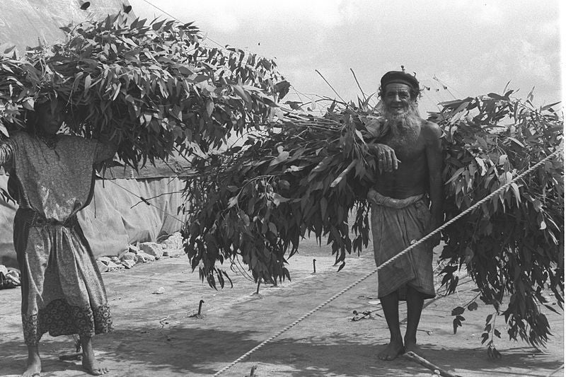Cariying branches of Eucalyptus