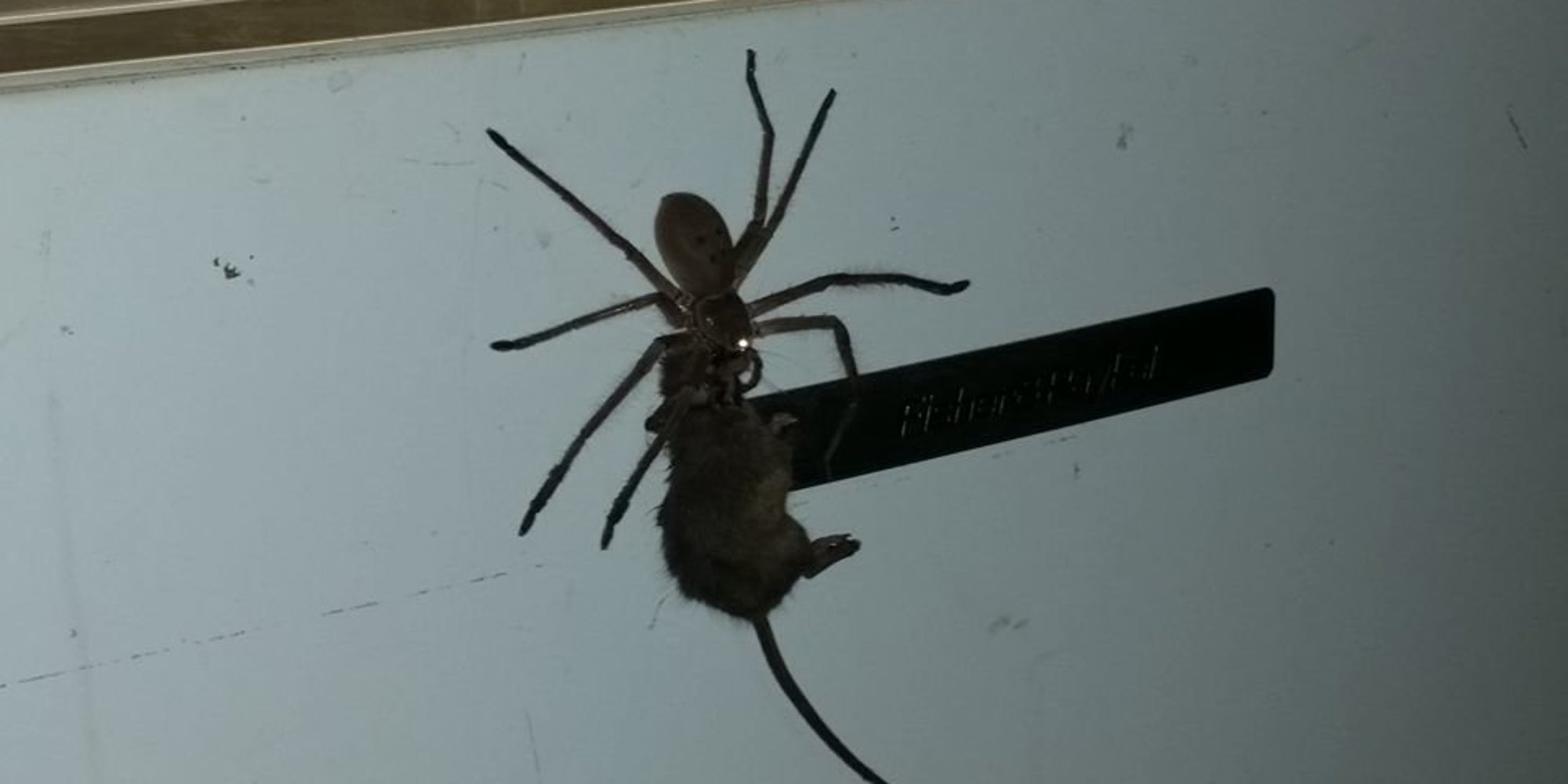 Huntsman Spider Eating Mouse Is Reason Enough Never To Go To Australia