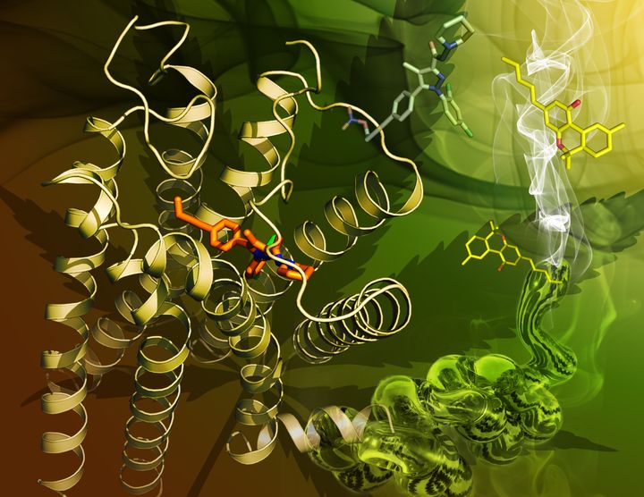 In this illustration, CB1 appears as a coiled ribbon on the left with AM6538, a molecule the researchers used to crystallize it, rendered in orange. The yellow stick-shaped structures on the upper right are molecules of tetrahydrocannabinol (THC), the active ingredient in marijuana.