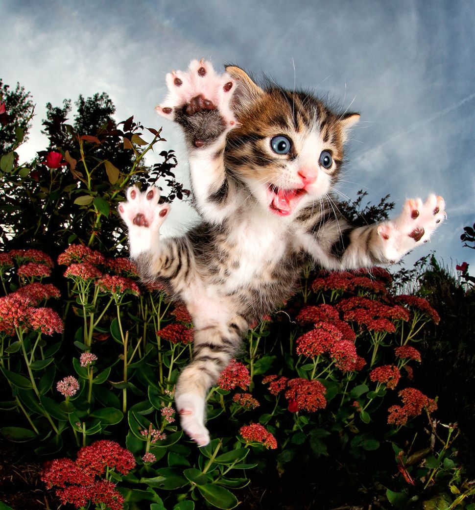 These Photos Of Flying  Kittens Are What You Need Right Now 