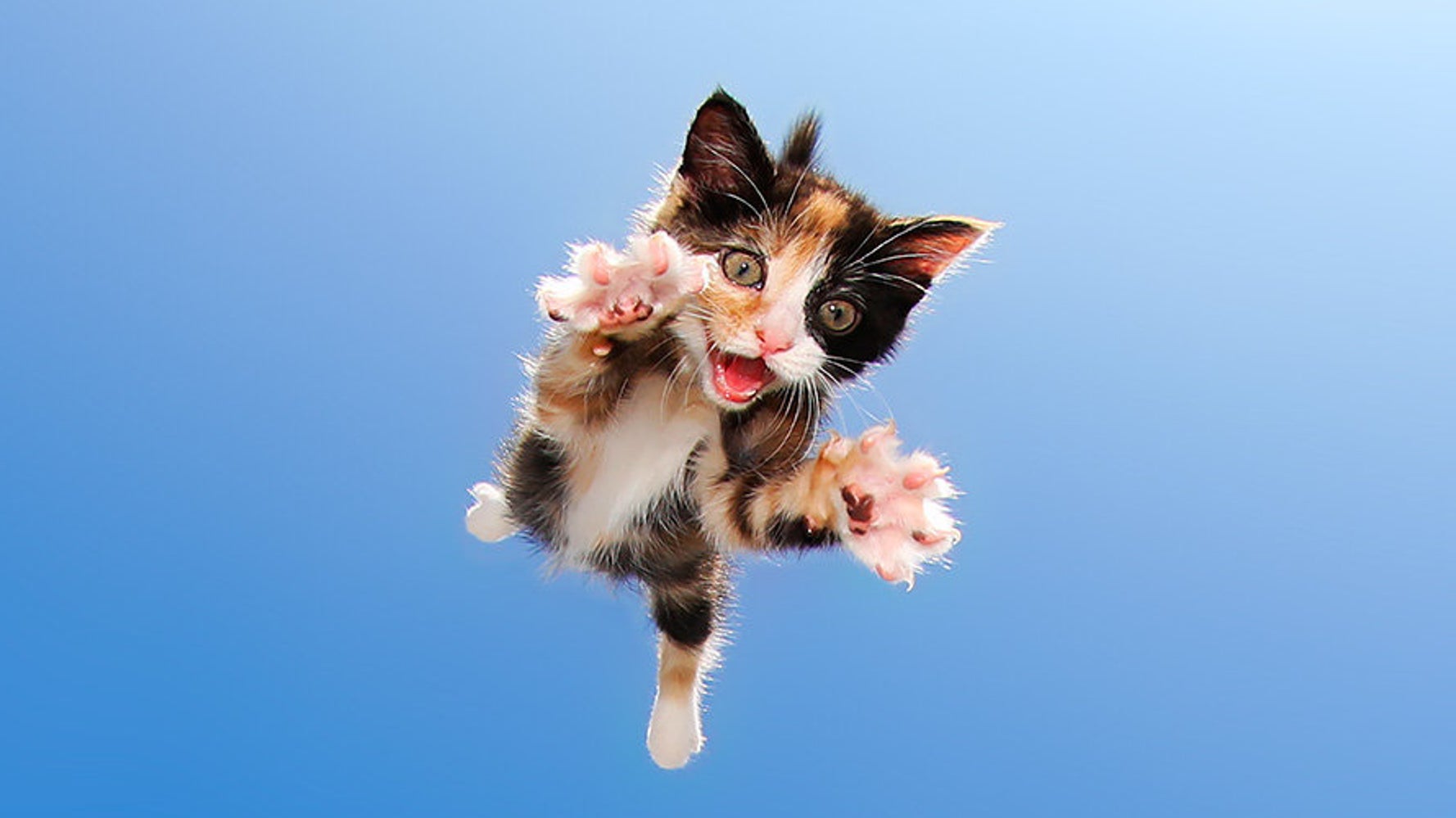 Pink Flying Cat Flying Cats