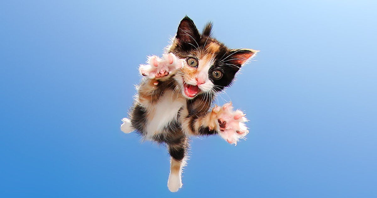 These Photos Of Flying Kittens Are What You Need Right Now | HuffPost ...