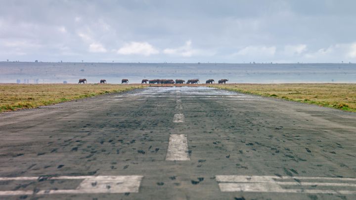 Living In The Age of Airplanes - A herd of African elephants walk the landscape at the end of a runway in Kenya