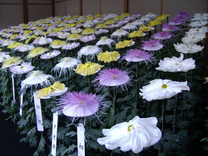 Ichimonji and Kudamono-giku bed, Chrysanthemum exhibition in the Shinjuku Gyoen park