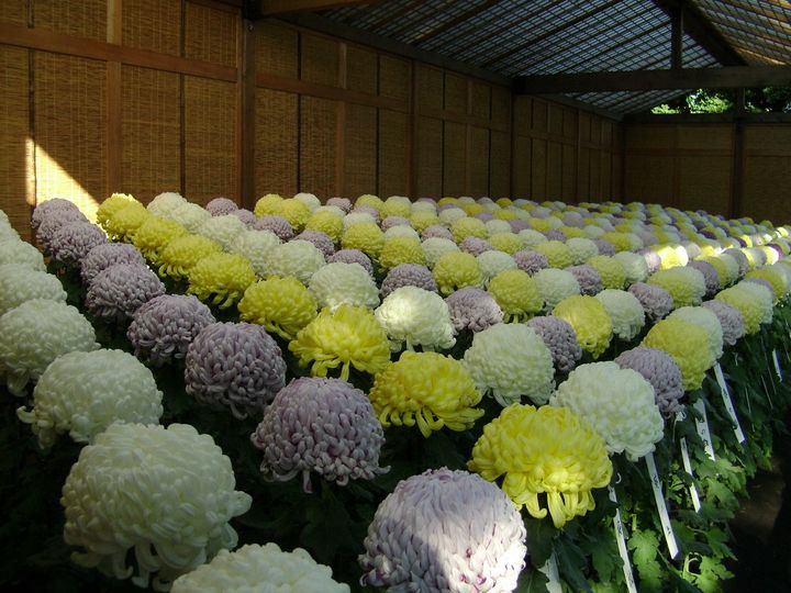 Ogiku bed, Chrysanthemum exhibition in the Shinjuku Gyoen park