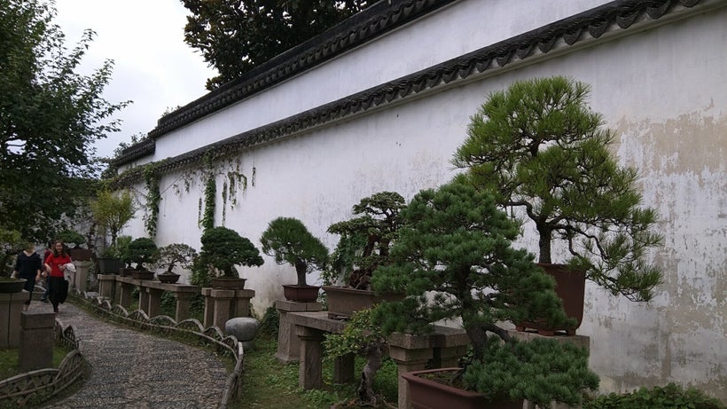 Bonsai in the Humble Administrator's Garden