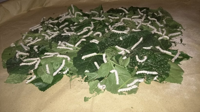 Silk worms feed on mulberry leaves