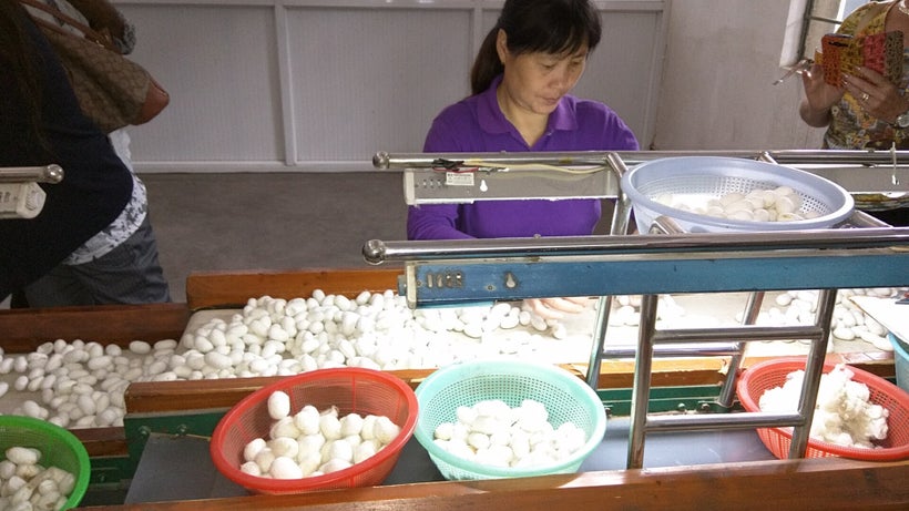 Workers sort the cocoons by size