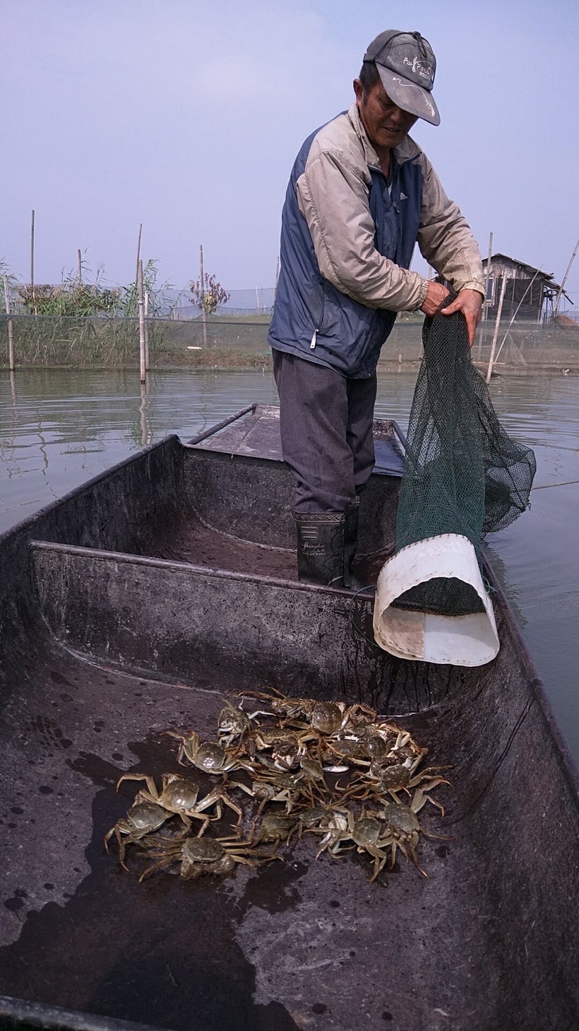 The fisherman pulls in the net of crabs