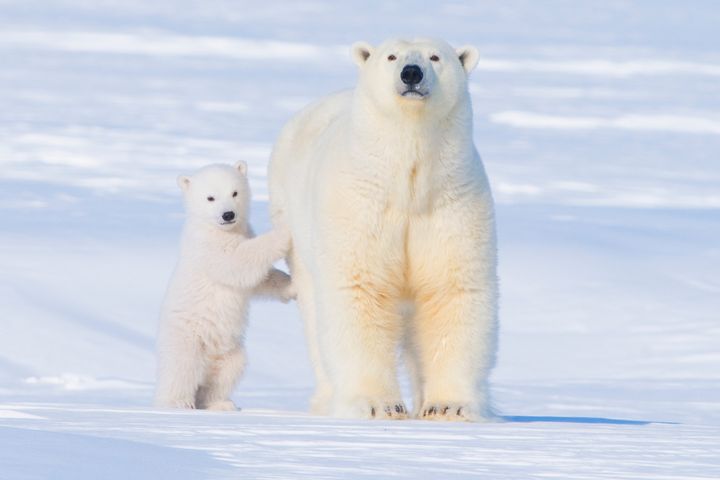 Polar bear sow and cub newly emerged from their den in springtime on March 24, 2009 along the Arctic Coast of Alaska.