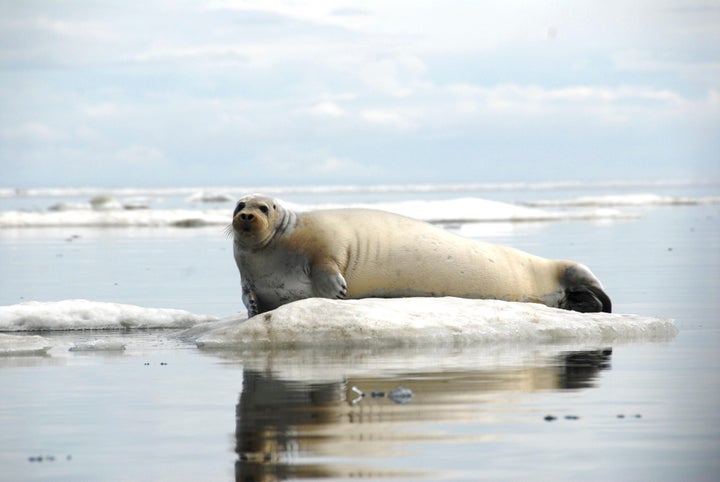 Bearded seals, one of four arctic seal species that inhabit Alaskan waters, rely on sea ice for feeding, resting and pupping, according to the Alaska Department of Fish and Game. 