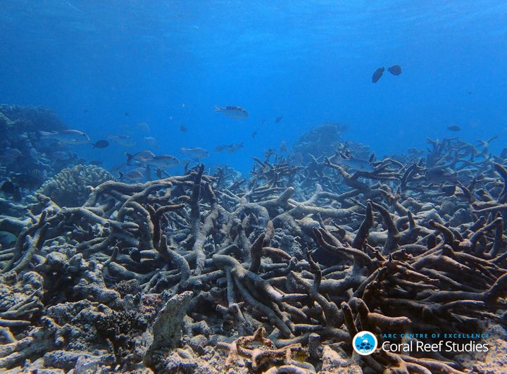 Dead corals still provide habitat to fish but will soon crumble away. Yonge reef (Lizard Island region), October 2016.