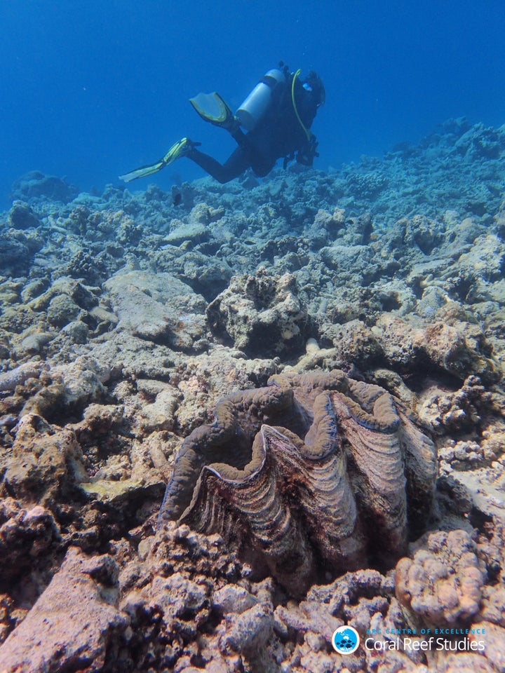 A giant clam, once surrounded by colorful, living coral, now sits alone in a field of death near Lizard Island. October, 2016.