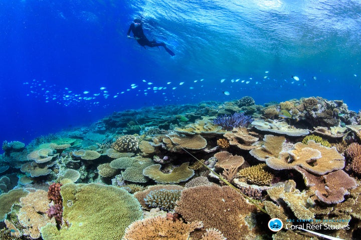 Rib Reef, near Townsville, Australia, survived the worst of the bleaching.