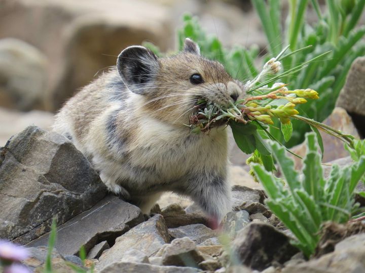 The American pika, the smaller relative of rabbits and hares, is herbivorous. It eats a wide variety of green plants including grasses, thistles and fireweed. 