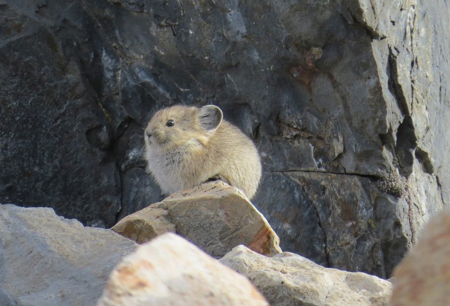 About the size of large hamsters, American pikas often live in mountainous rock piles.