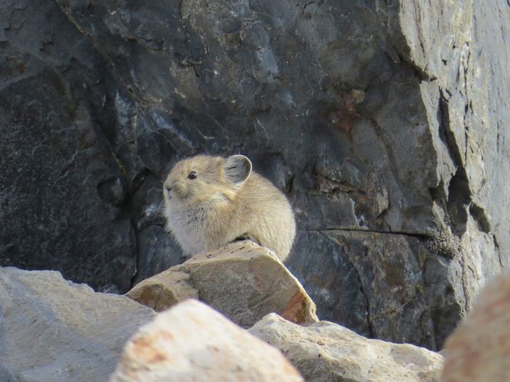 About the size of large hamsters, American pikas often live in mountainous rock piles. 