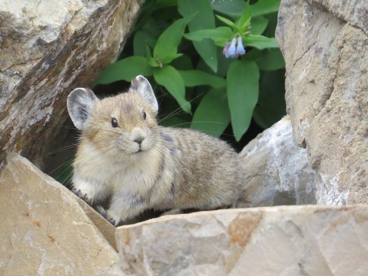The average life span of the American pika is the wild is about 3 years. They are typically monogamous and breed twice a year. 