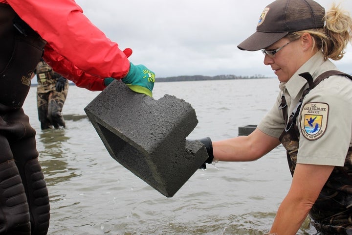 USFWS staff and partners help build a living shoreline at Chincoteague National Wildlife Refuge. The project is supported by federal funding for Hurricane Sandy recovery.