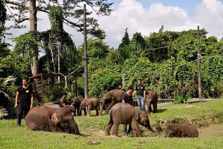 Wildlife Rescue Unit with elephants