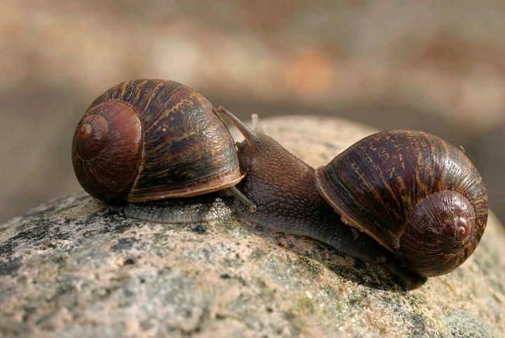 Jeremy, the snail with the left-coiling shell (right) next to a snail with a right-coiling shell (left).