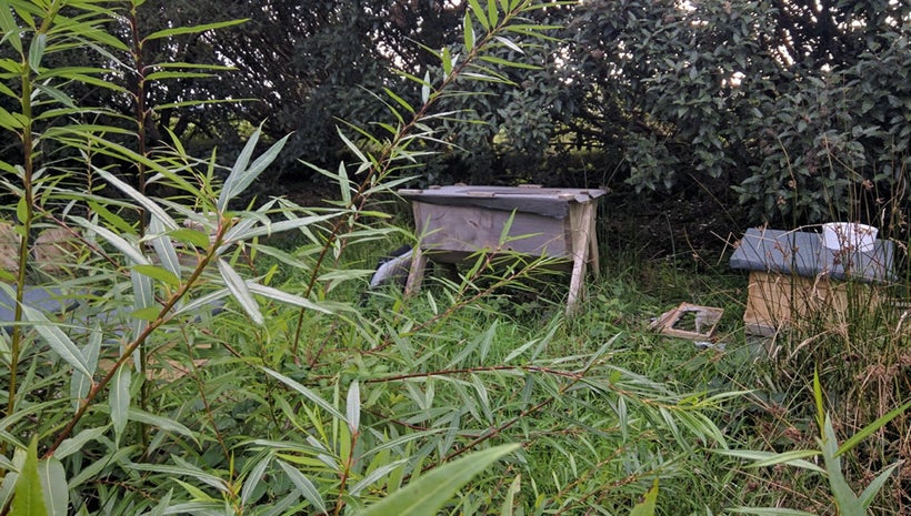 Trevor's hives are kept in a meadow near the house