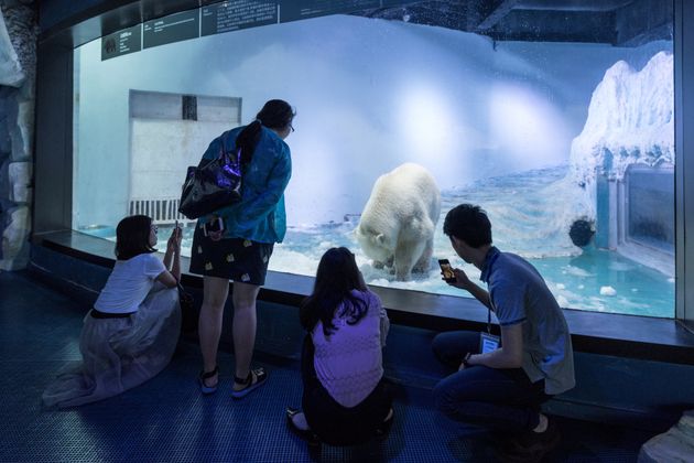 世界で最も悲惨な動物園 のシロクマ 精神状態がピンチに ハフポスト