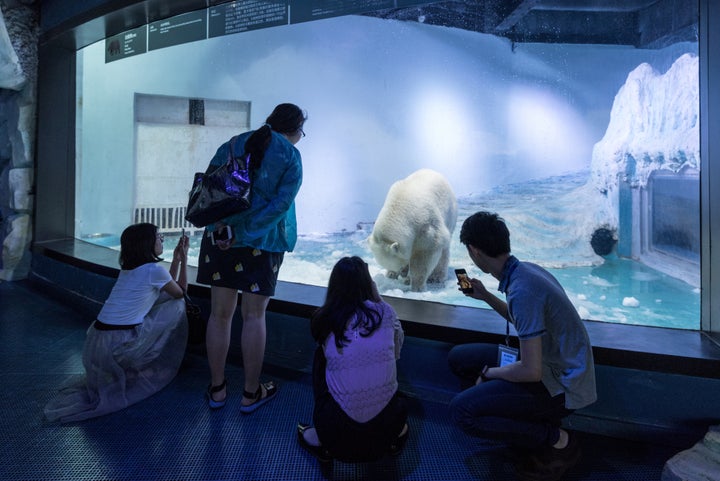 Tourists look at Pizza the polar bear, who resides inside this aquarium at a mall in Guangzhou, China.