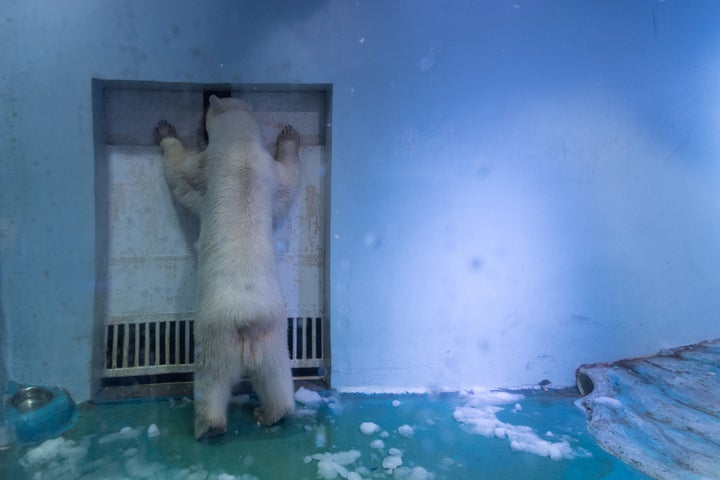 Pizza the polar bear stands at the door of his enclosure.