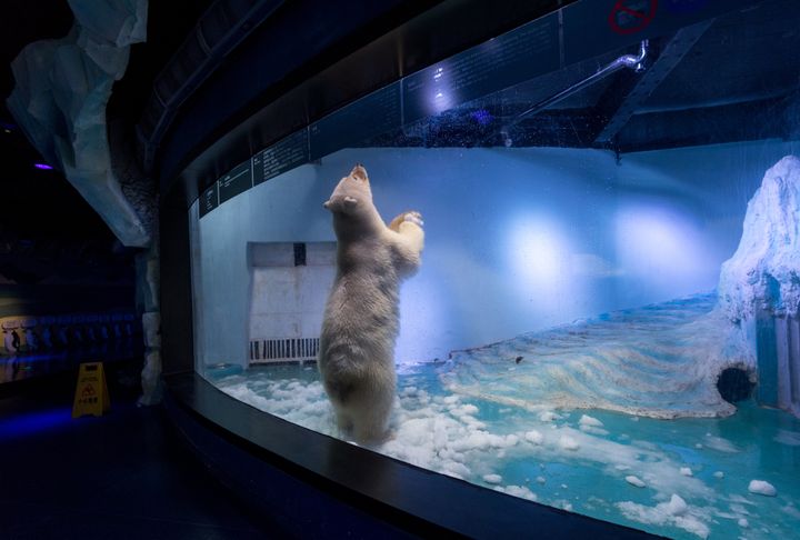 Pizza the polar bear inside his enclosure at the Grandview shopping mall on July 27, 2016. He is the only live polar bear in Guangzhou, China.