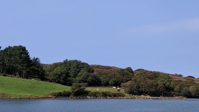Contented cattle grazed on the riverbank