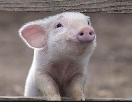 <p>“Piglet noticed that even though he had a Very Small Heart, it could hold a large amount of Gratitude.”</p><p>A. A. Milne - <strong>Winne-the-Pooh</strong></p>