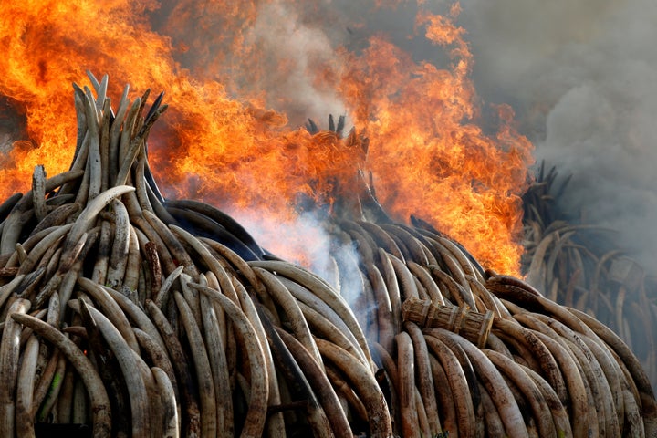 Ivory from thousands of African elephants, many slaughtered by poachers, was burned in Kenya earlier this year.